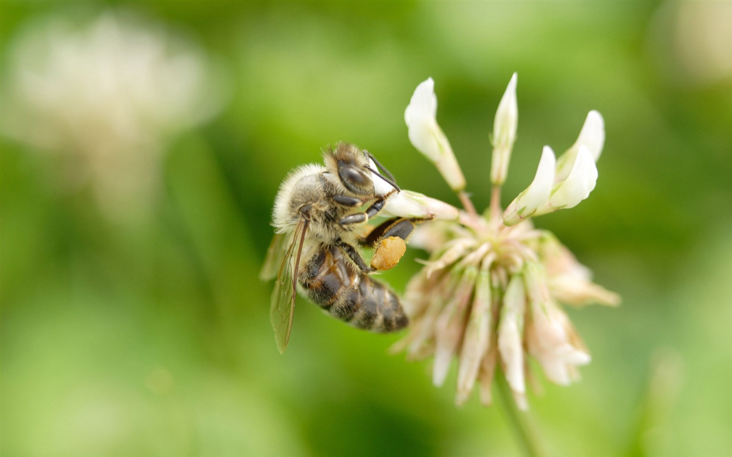 Láska Bee květin tapety (1) #2 - 1440x900