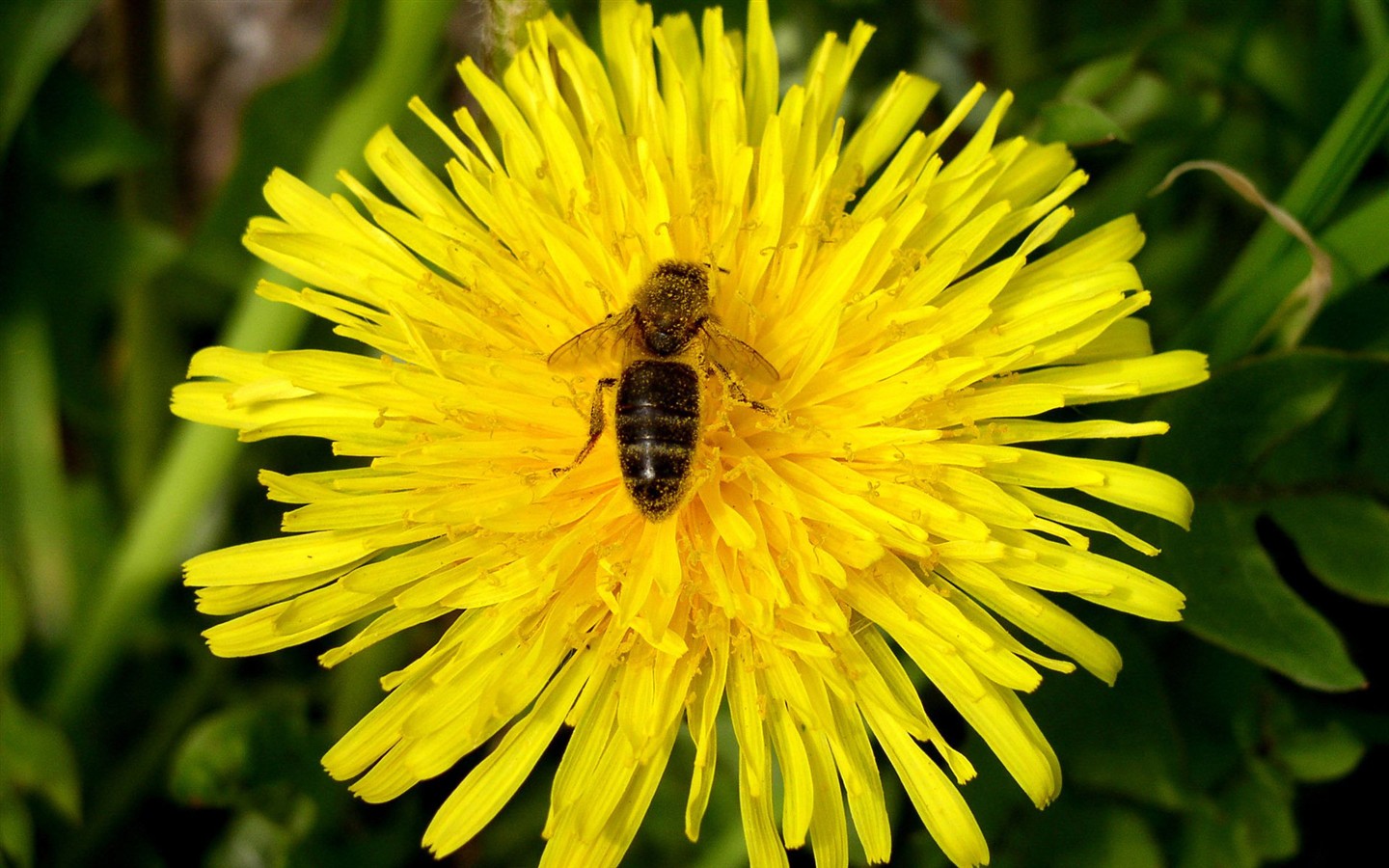 Láska Bee květin tapety (1) #5 - 1440x900