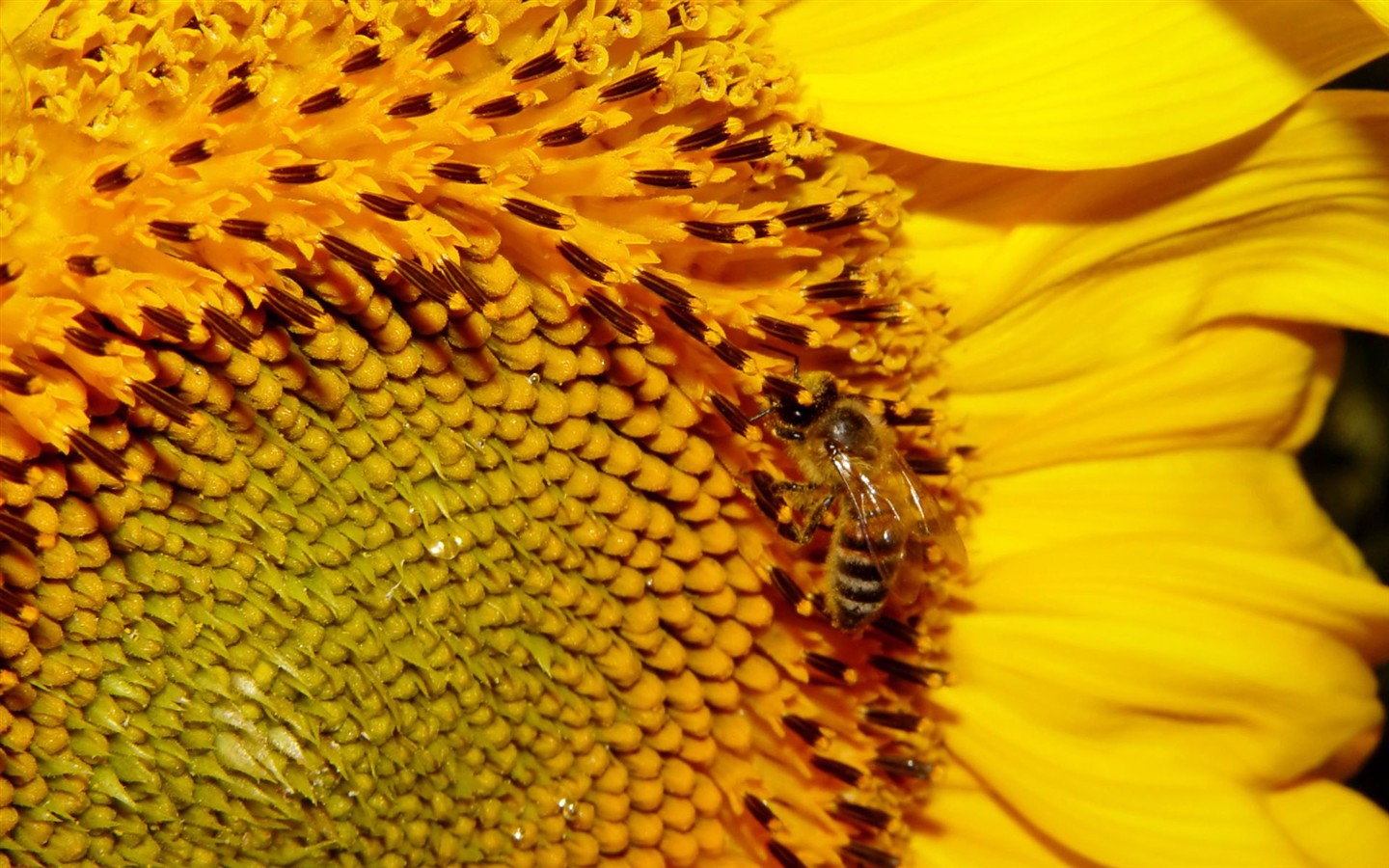 Love Bee Flower Wallpaper (1) #10 - 1440x900