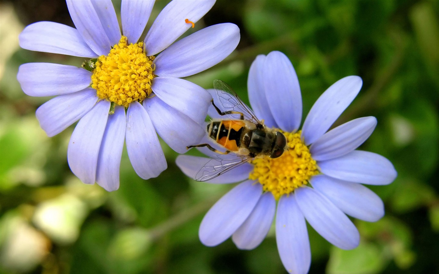 Láska Bee květin tapety (1) #12 - 1440x900
