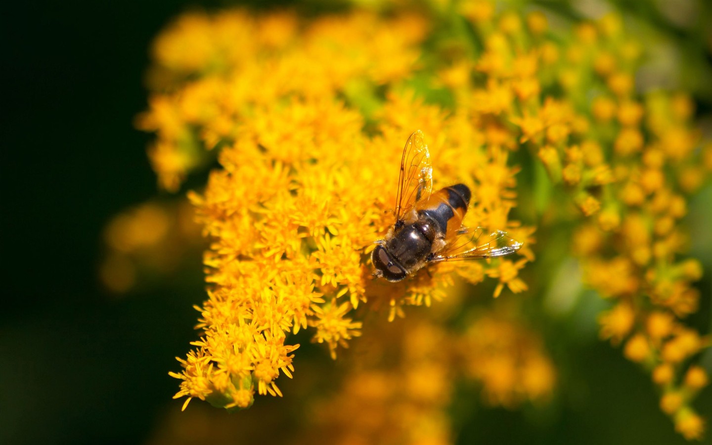Láska Bee květin tapety (1) #20 - 1440x900
