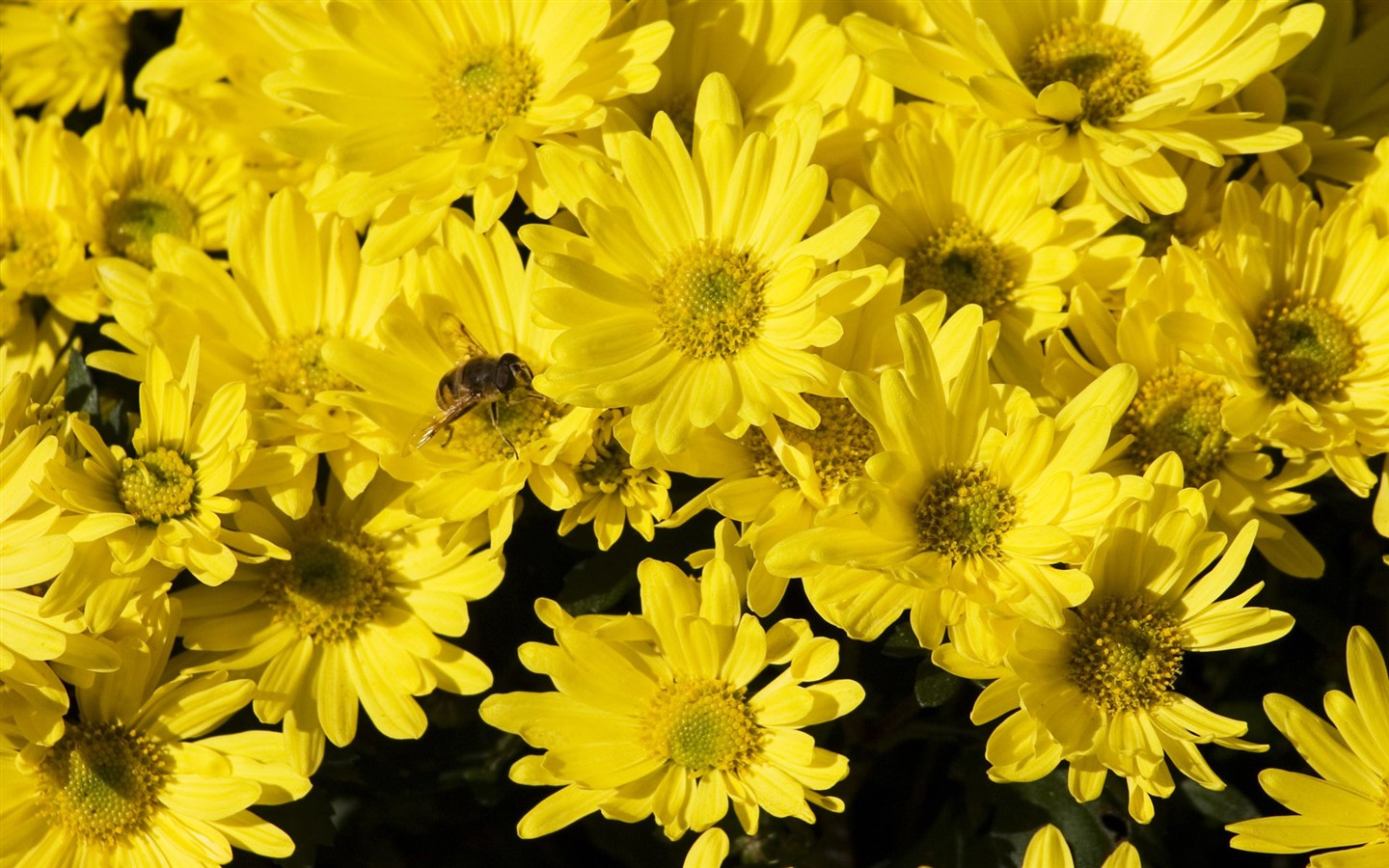 Láska Bee Květina tapetu (2) #4 - 1440x900
