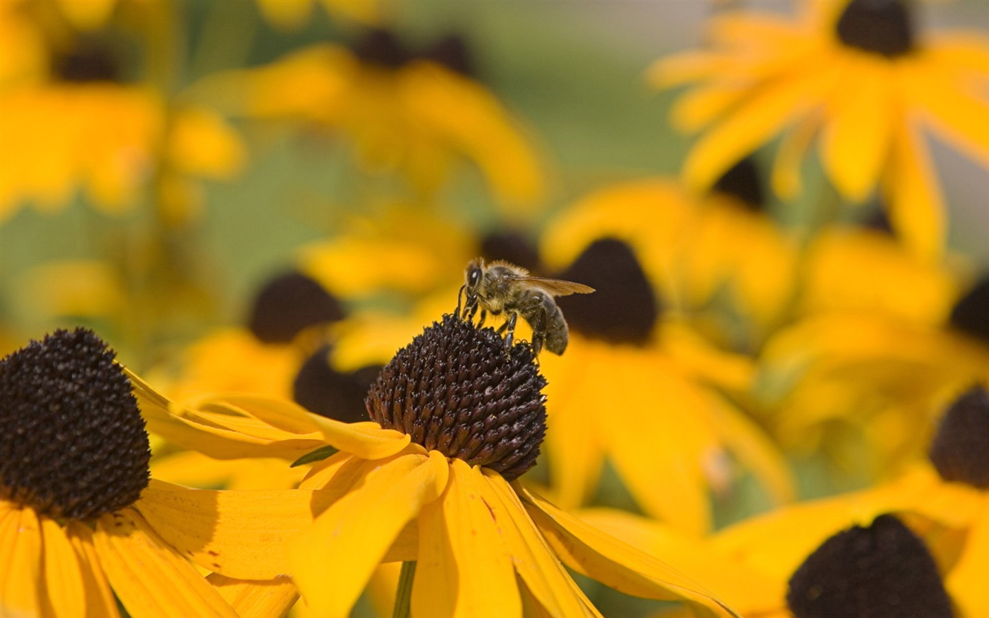 Love Bee Flower wallpaper (2) #8 - 1440x900