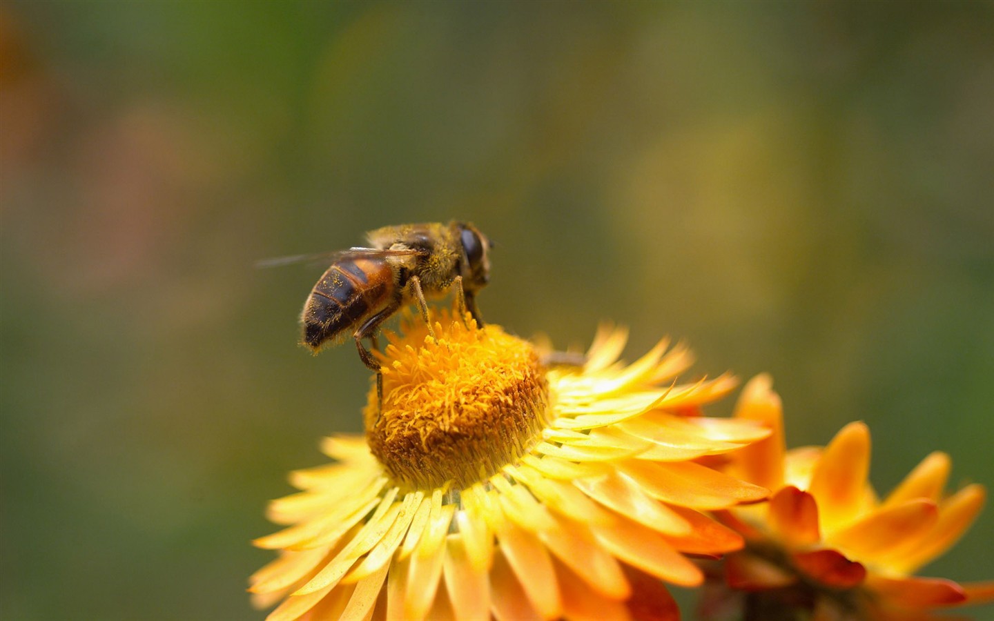 Láska Bee Květina tapetu (2) #13 - 1440x900
