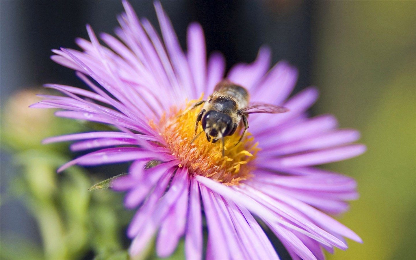 Láska Bee Květina tapetu (2) #17 - 1440x900