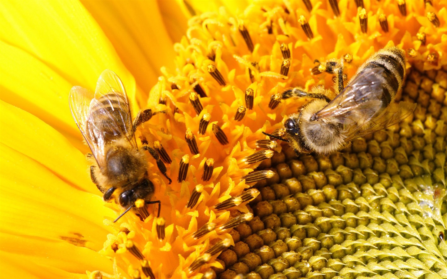 Láska Bee Květina tapetu (2) #18 - 1440x900