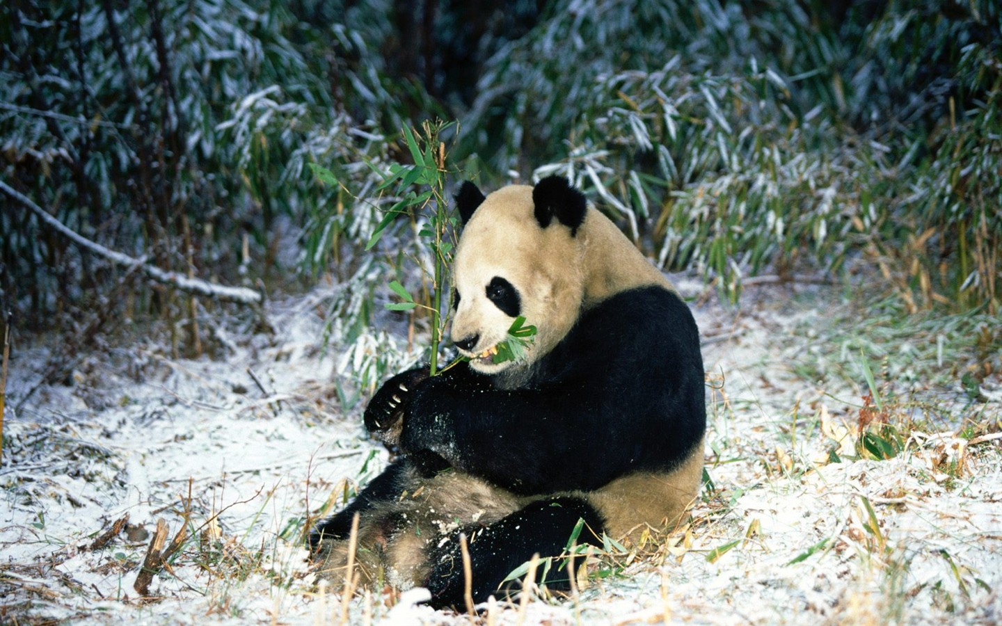 Panda álbum de fondo de pantalla #5 - 1440x900