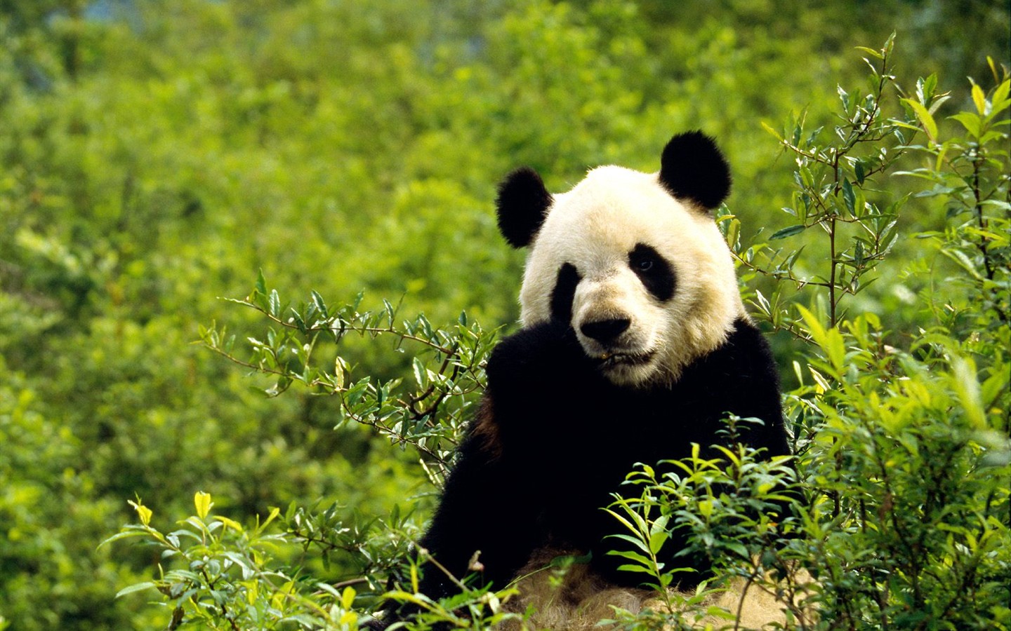 Fond d'écran album Panda #8 - 1440x900