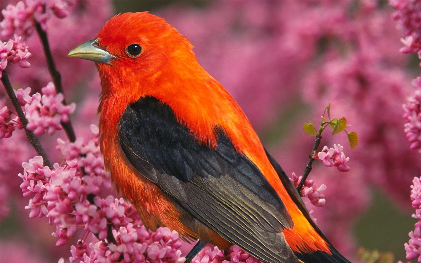 Lovely bird photo wallpaper #20 - 1440x900