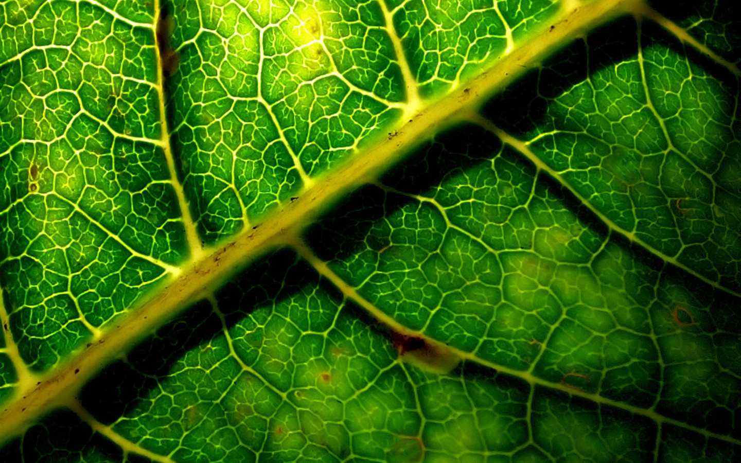 Vista rostlin tapetu (6) #31 - 1440x900