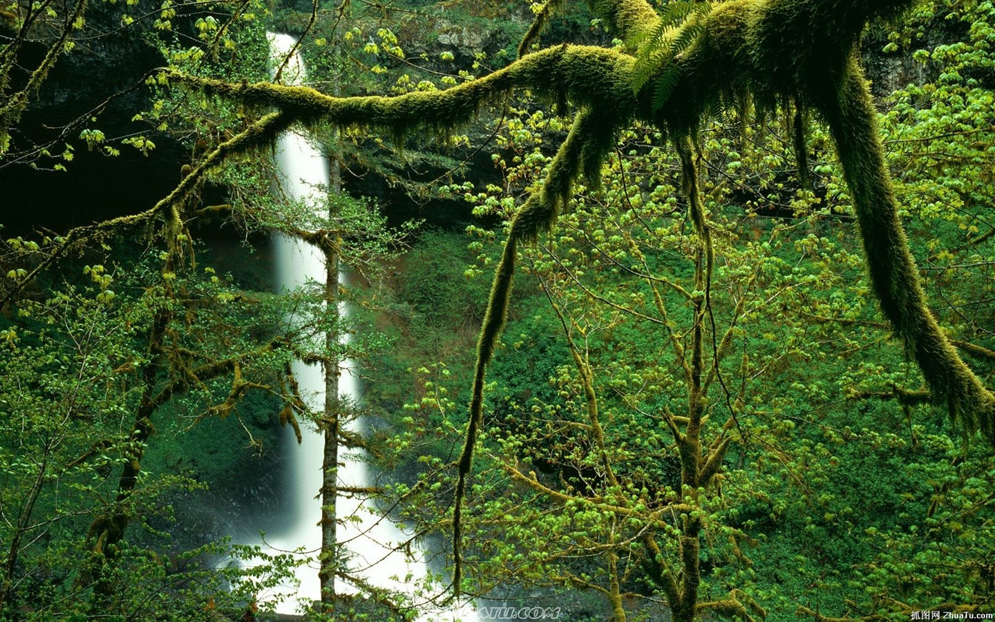 Cataratas del Bosque Fondo de pantalla HD #3 - 1440x900