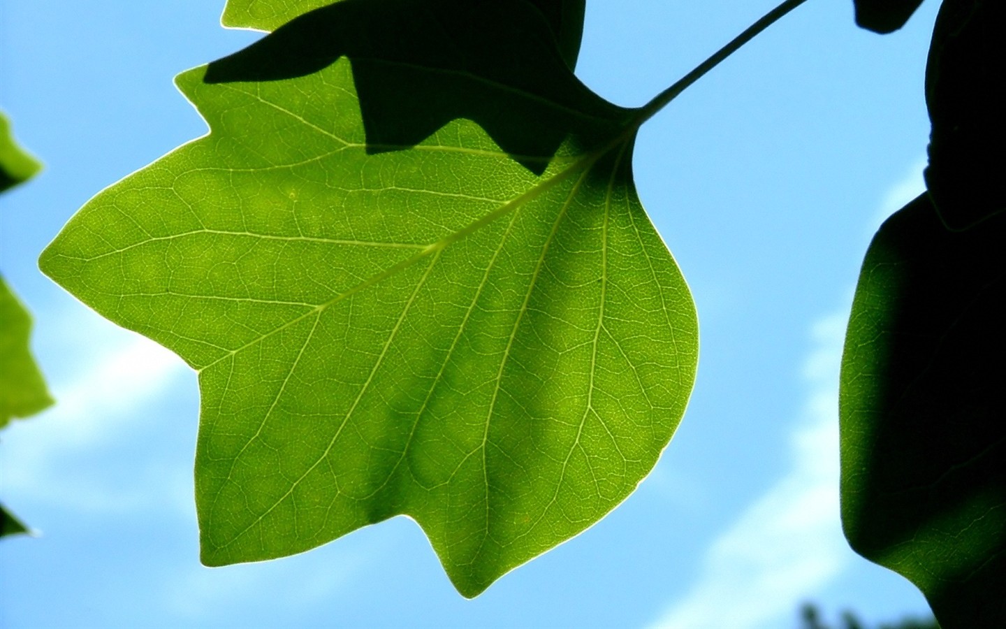 Vista 植物壁纸(五)32 - 1440x900