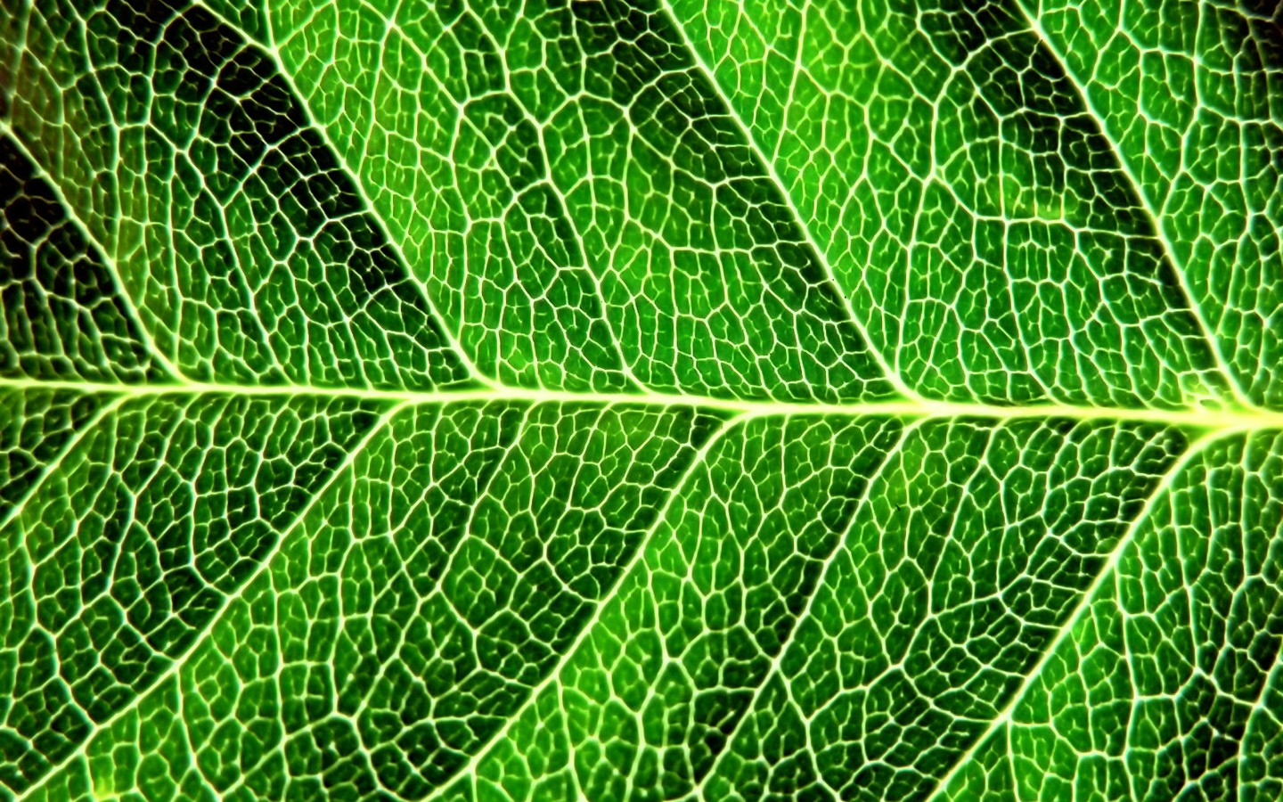  Vistaの植物の壁紙(7) #40 - 1440x900