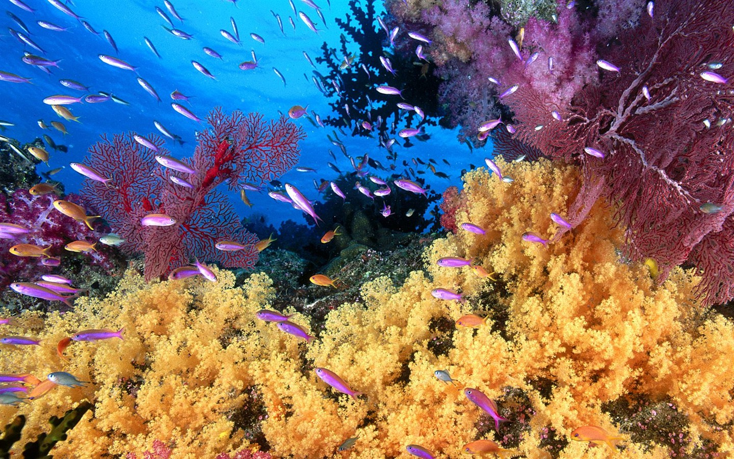 Marine Life Wallpaper Selection (1) #20 - 1440x900