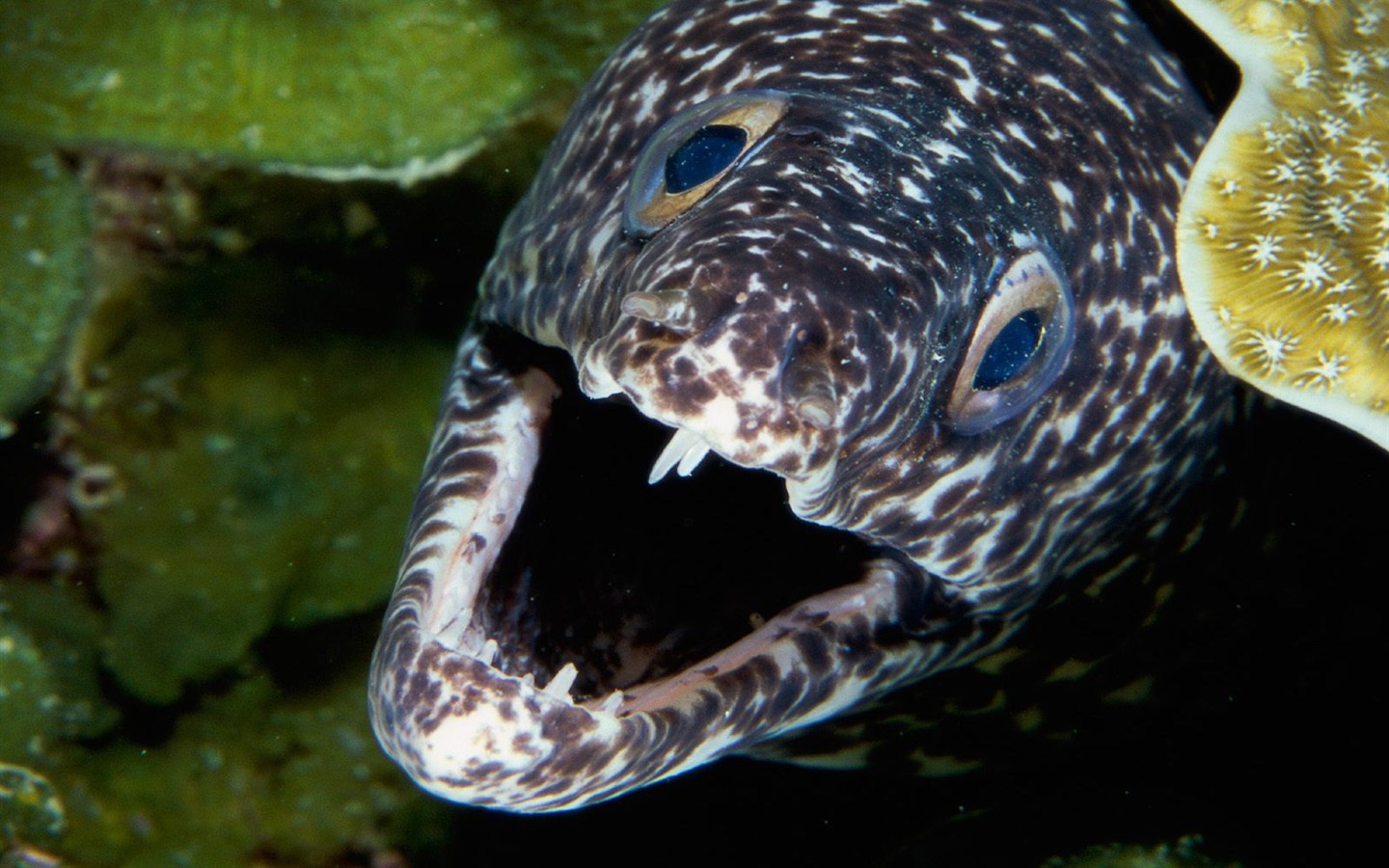 海洋生物壁纸精选(一)26 - 1440x900