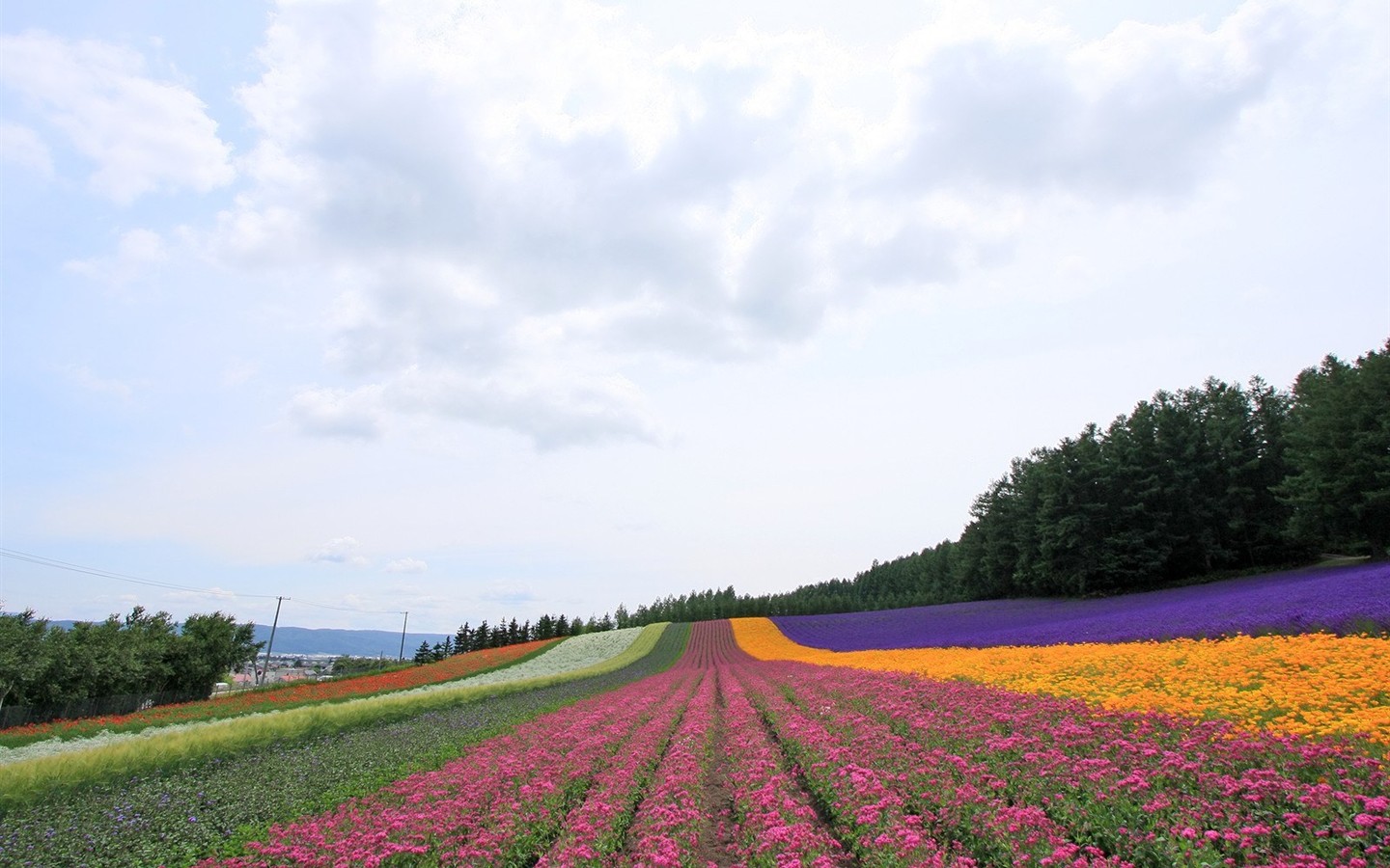 夏日北海道郊外风景19 - 1440x900