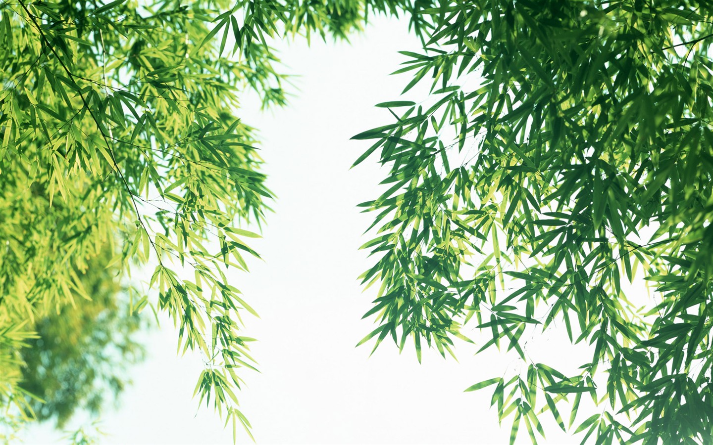 Papel tapiz verde de bambú #5 - 1440x900
