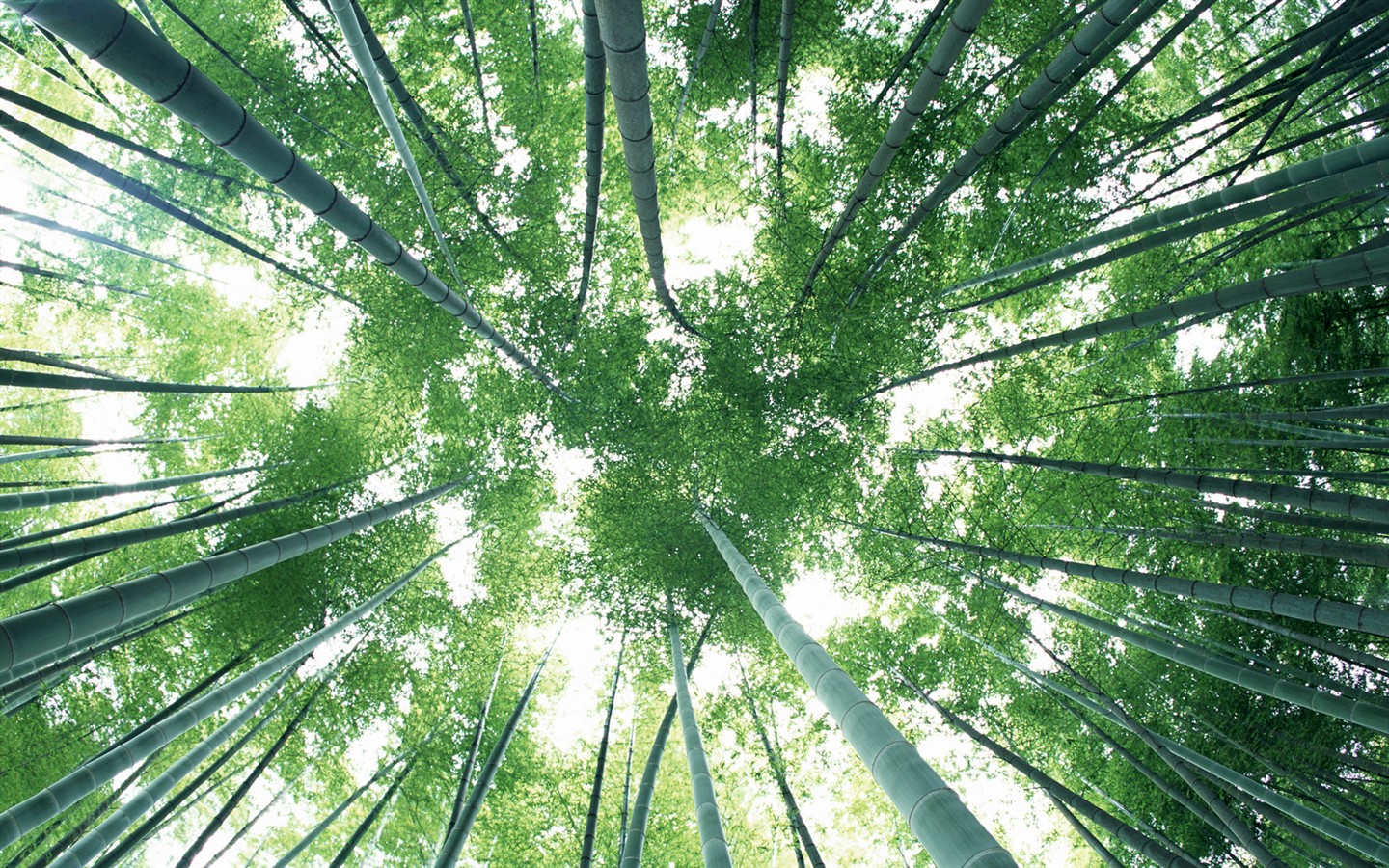 Papel tapiz verde de bambú #8 - 1440x900