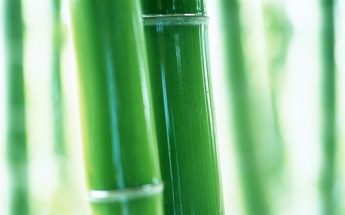 Papel tapiz verde de bambú #9 - 1440x900