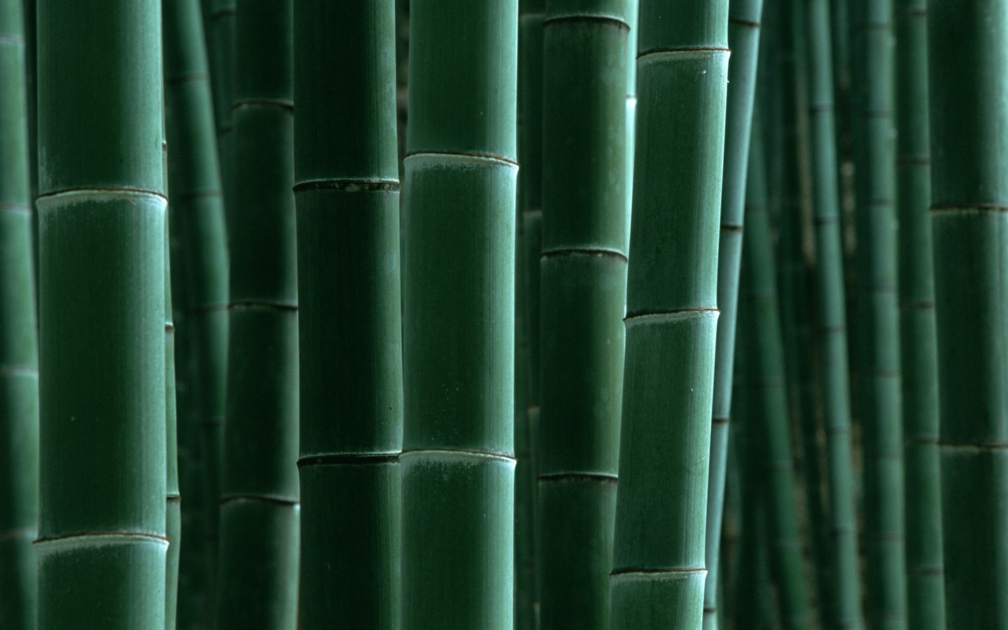 グリーン竹の壁紙 #16 - 1440x900
