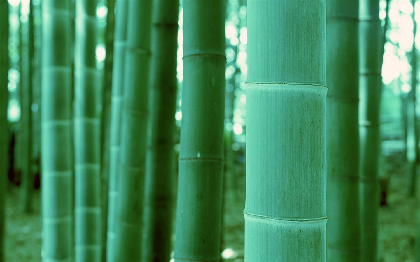Зеленый бамбук обои #20 - 1440x900
