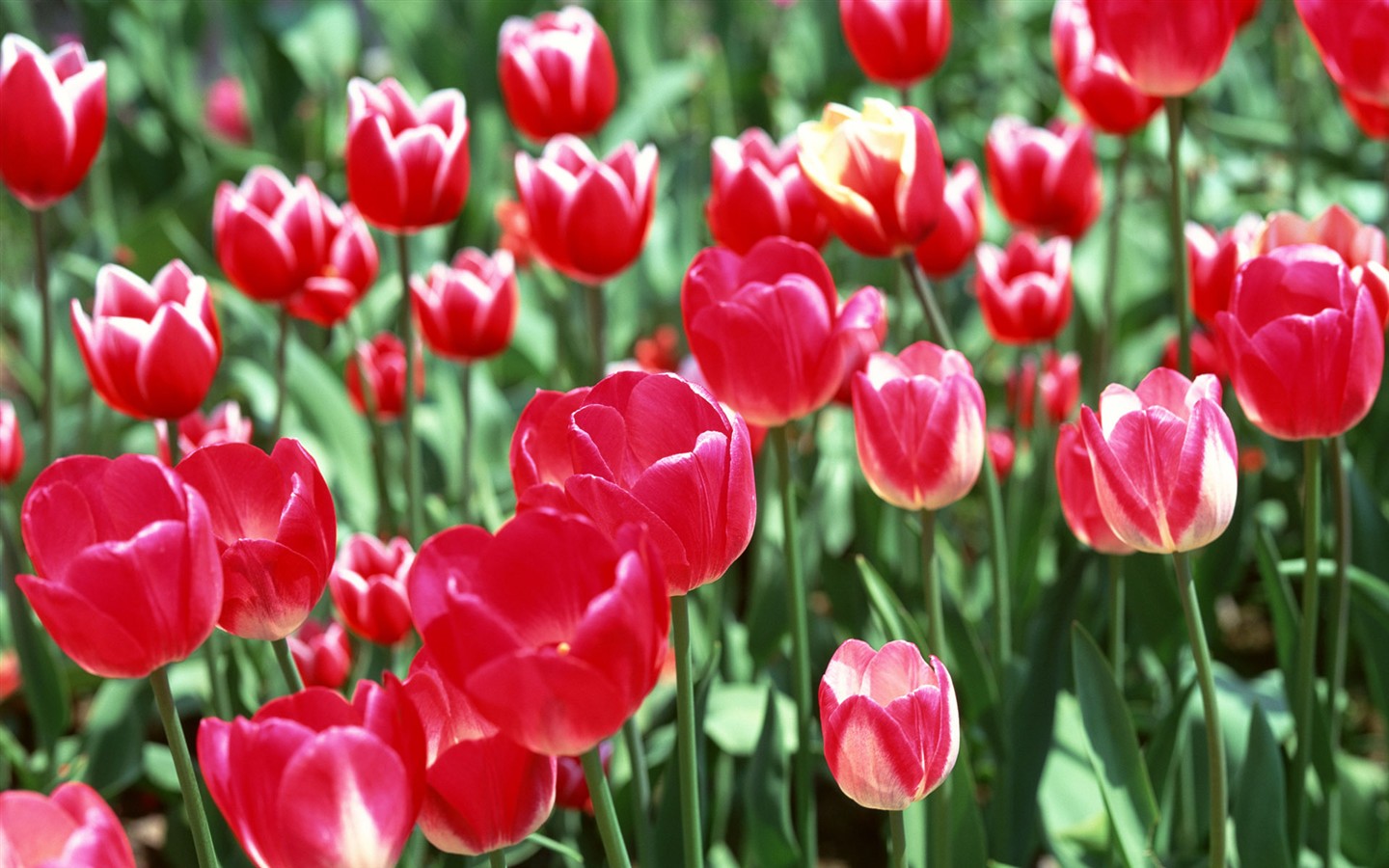 Tulip HD Tapety Album #1 - 1440x900