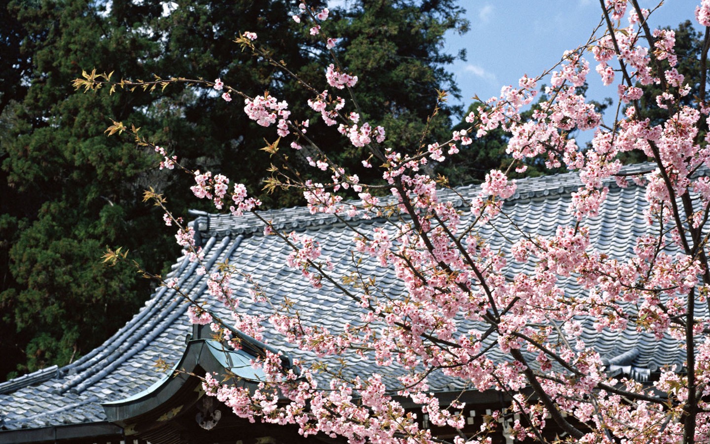 Киото, Япония, Пейзаж стола #14 - 1440x900