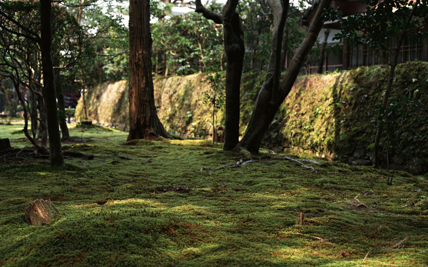 京都、日本、風景壁紙 #23 - 1440x900