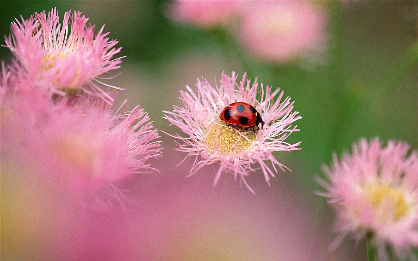 昆虫特写(二)1 - 1440x900