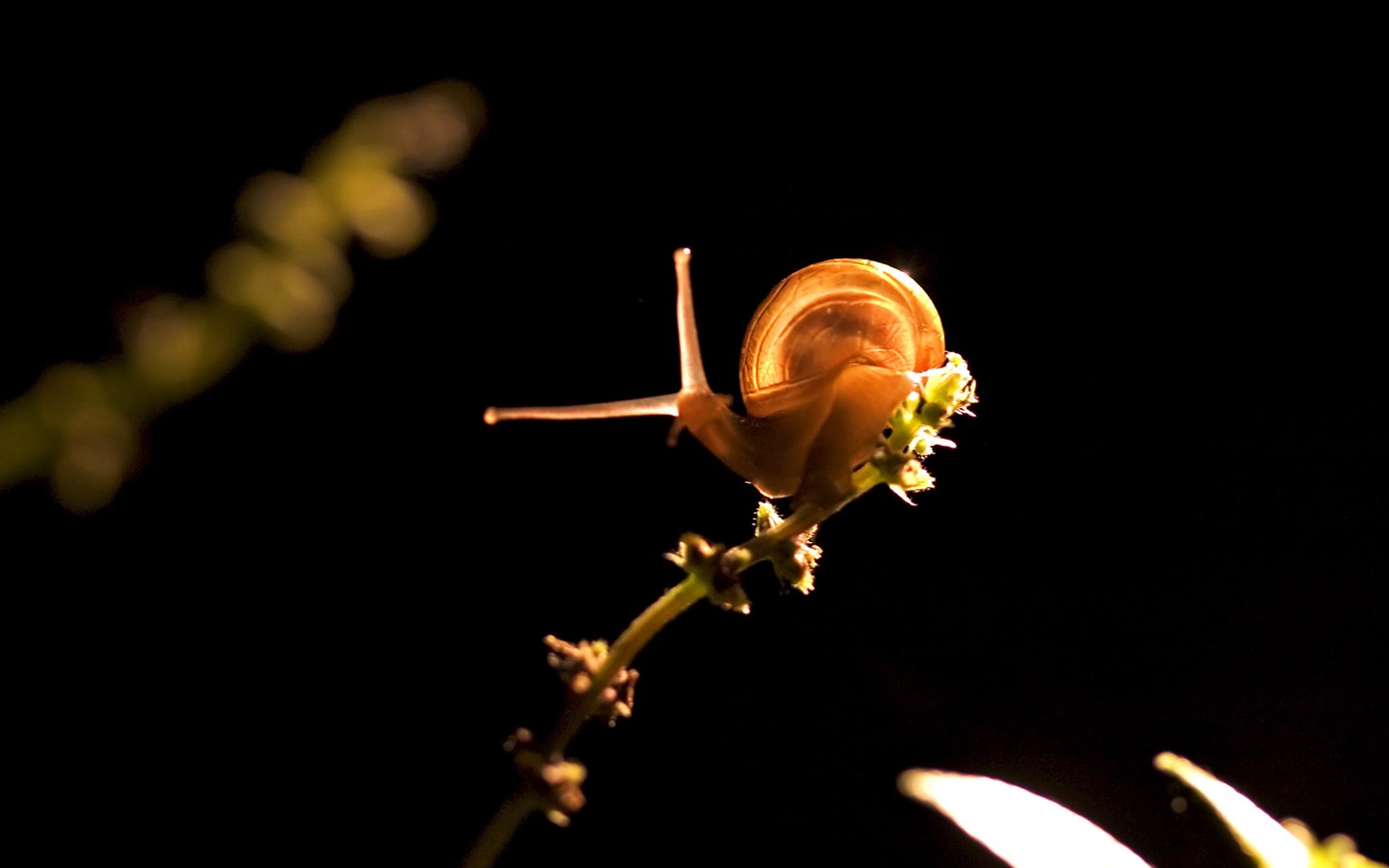 Caractéristiques des insectes (2) #2 - 1440x900