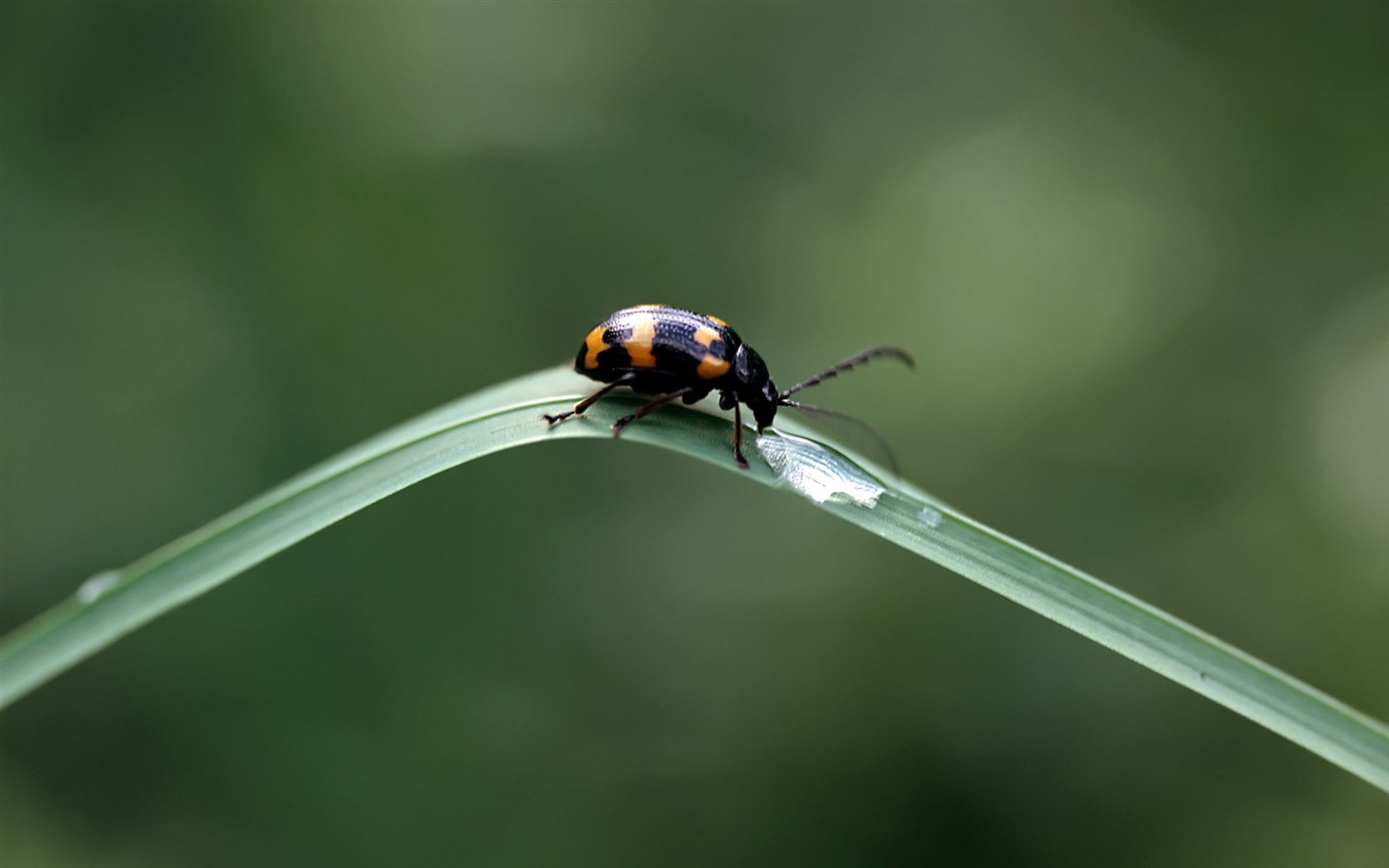 Caractéristiques des insectes (2) #4 - 1440x900