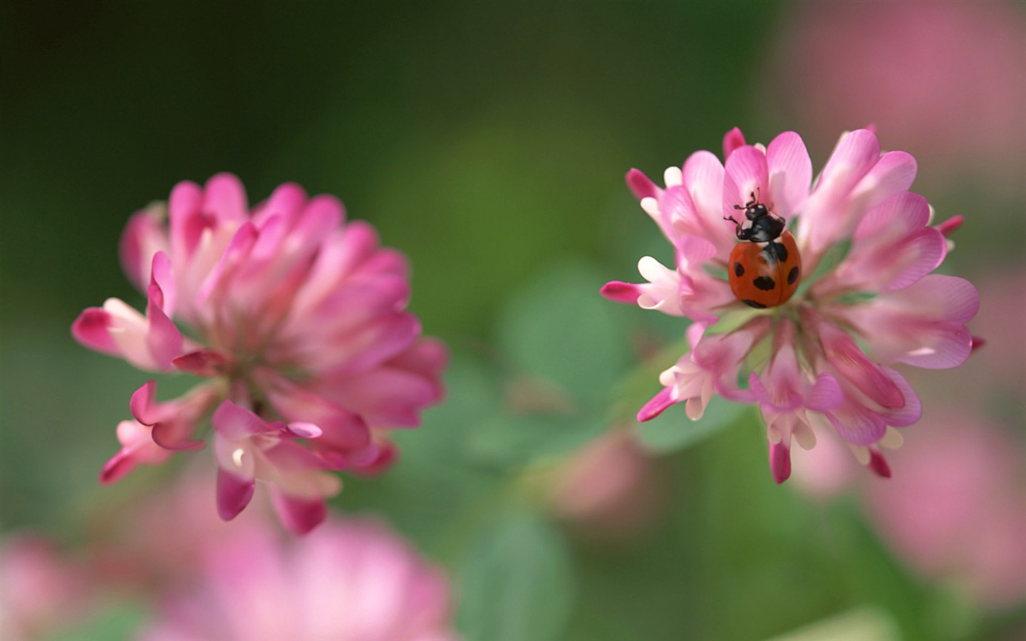 Caractéristiques des insectes (2) #10 - 1440x900