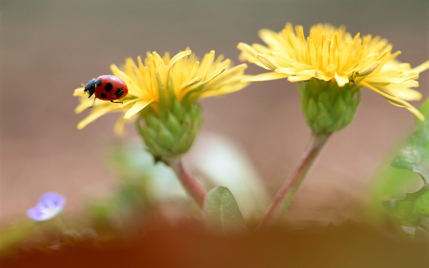 Insect Funktionen (2) #14 - 1440x900