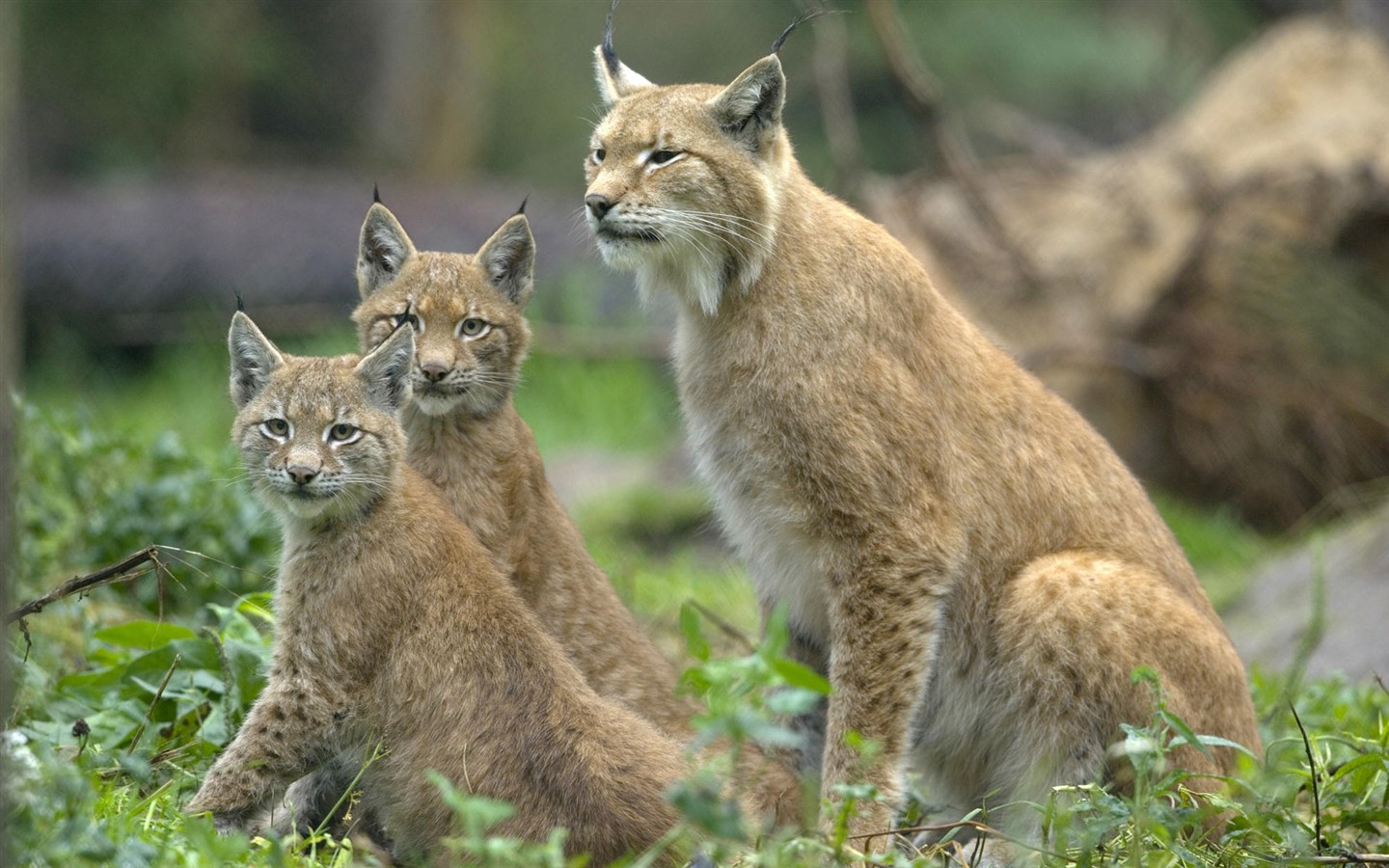 HD Fondos de Animales Colección (1) #2 - 1440x900