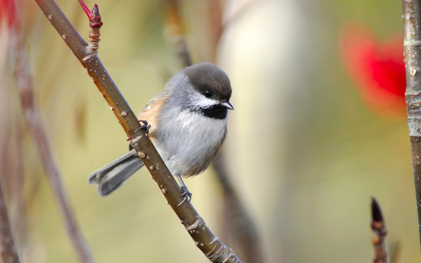 Fonds d'écran HD Photo Oiseaux #20 - 1440x900