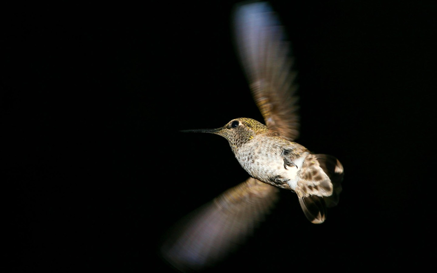 HD Fondos de Aves de fotos #21 - 1440x900