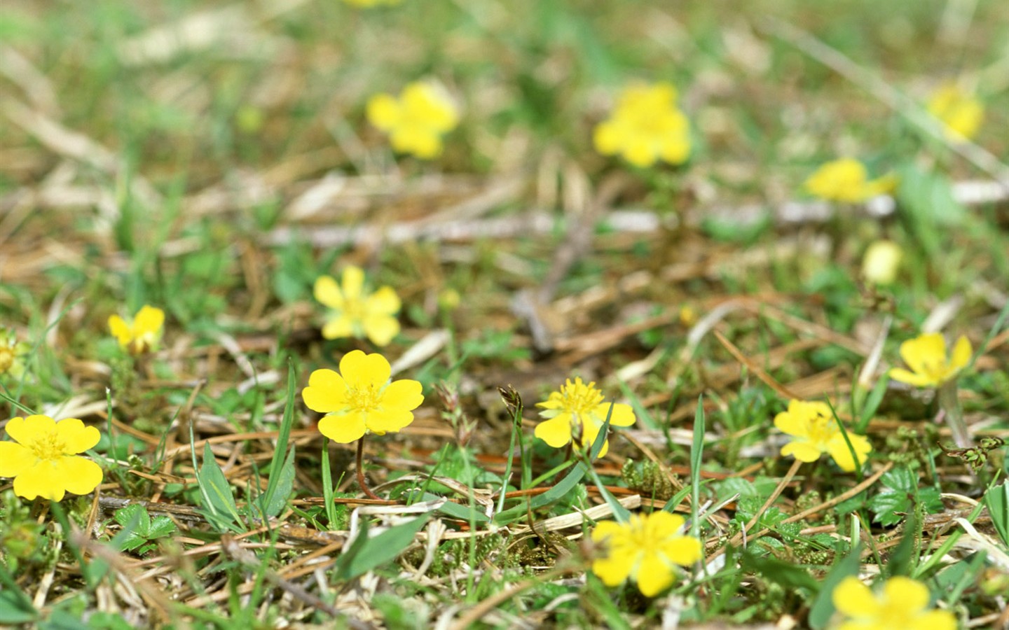 Wildflower Hintergrundbilder #2 - 1440x900