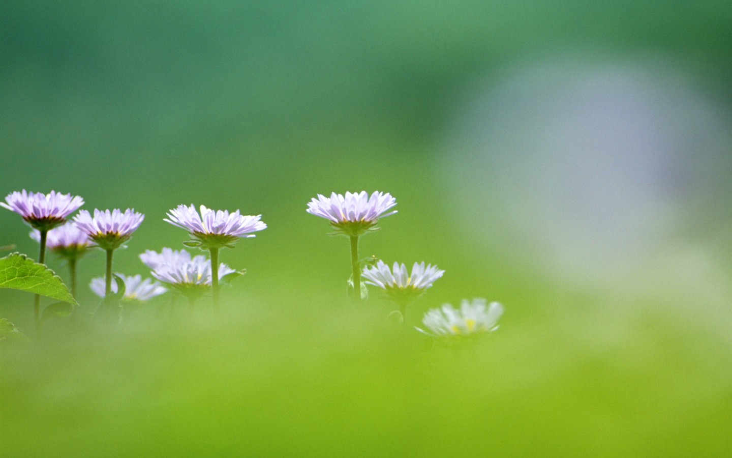 Wildflower Hintergrundbilder #3 - 1440x900
