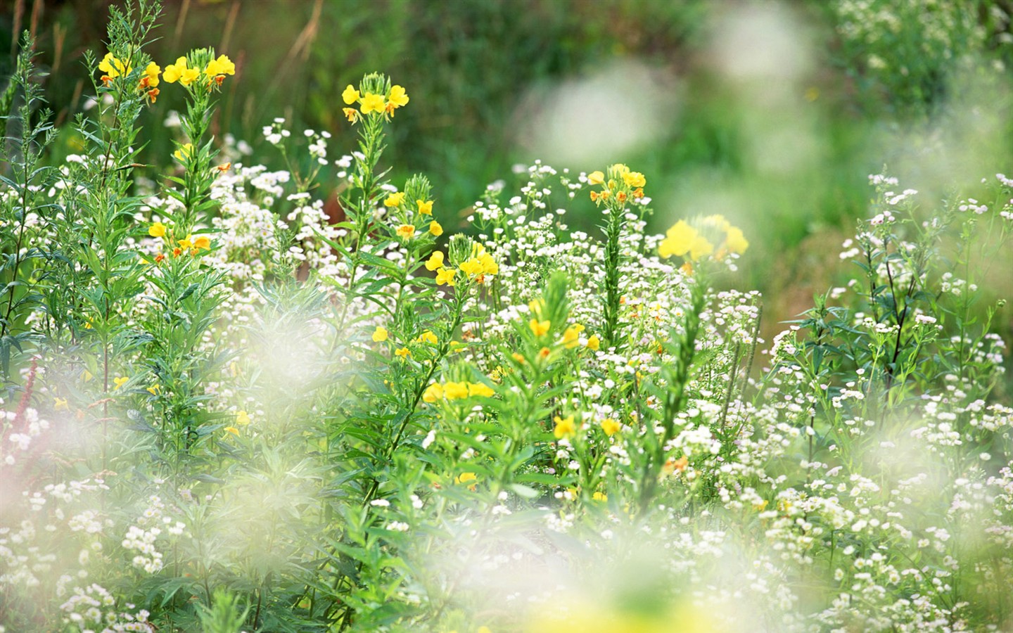Wildflower Hintergrundbilder #4 - 1440x900