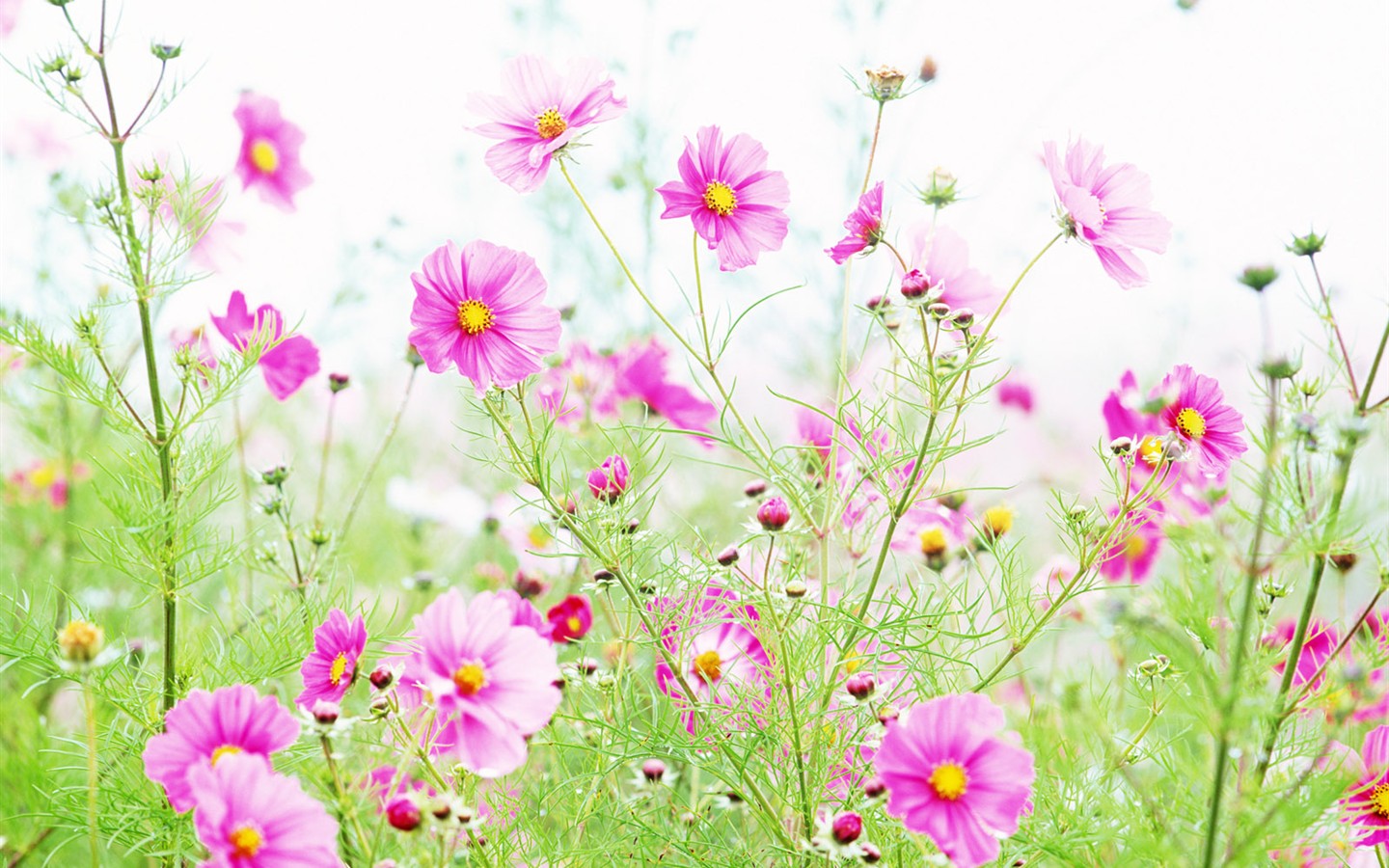 Fond d'écran de fleurs sauvages #5 - 1440x900
