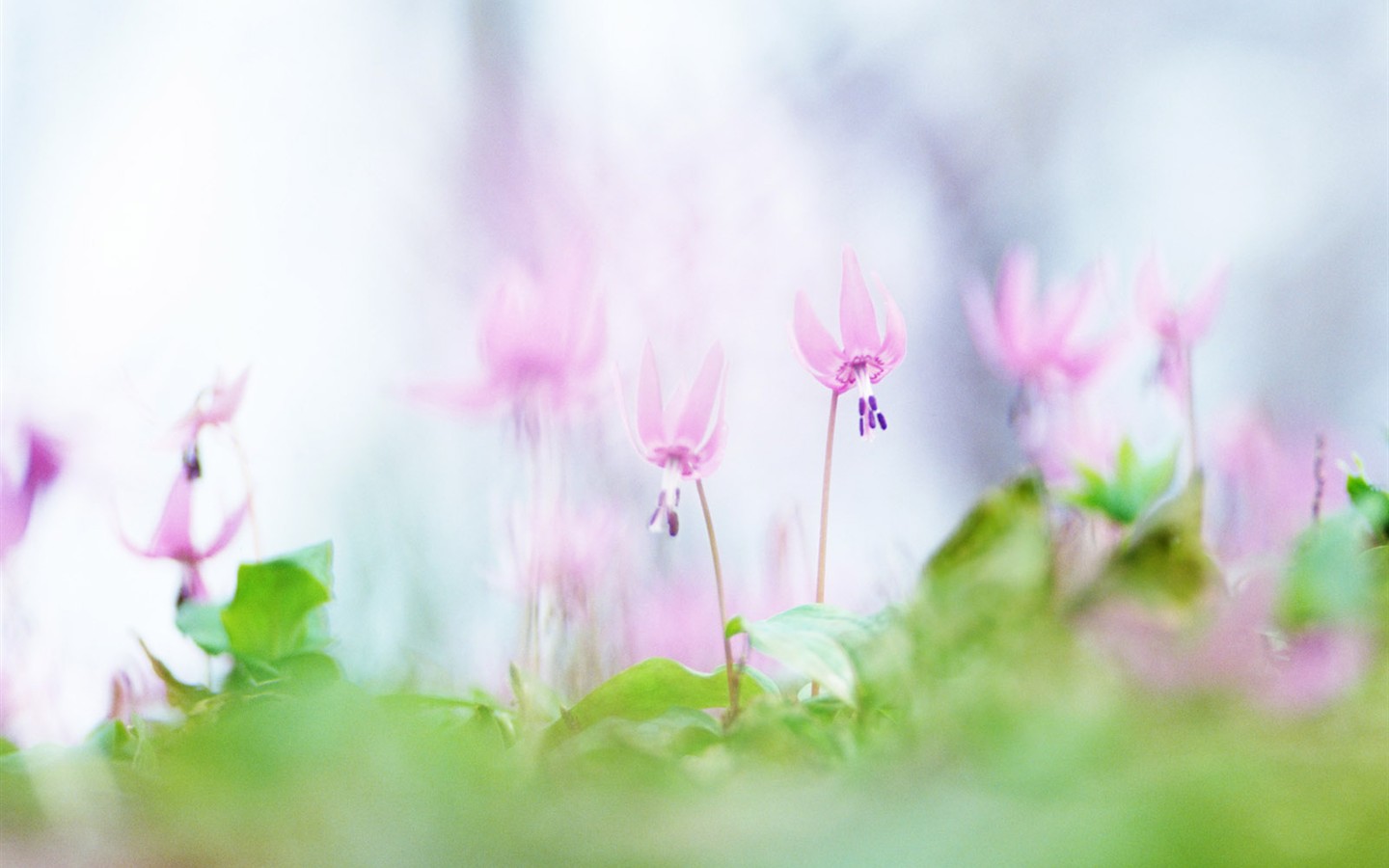 Wildflower Hintergrundbilder #10 - 1440x900