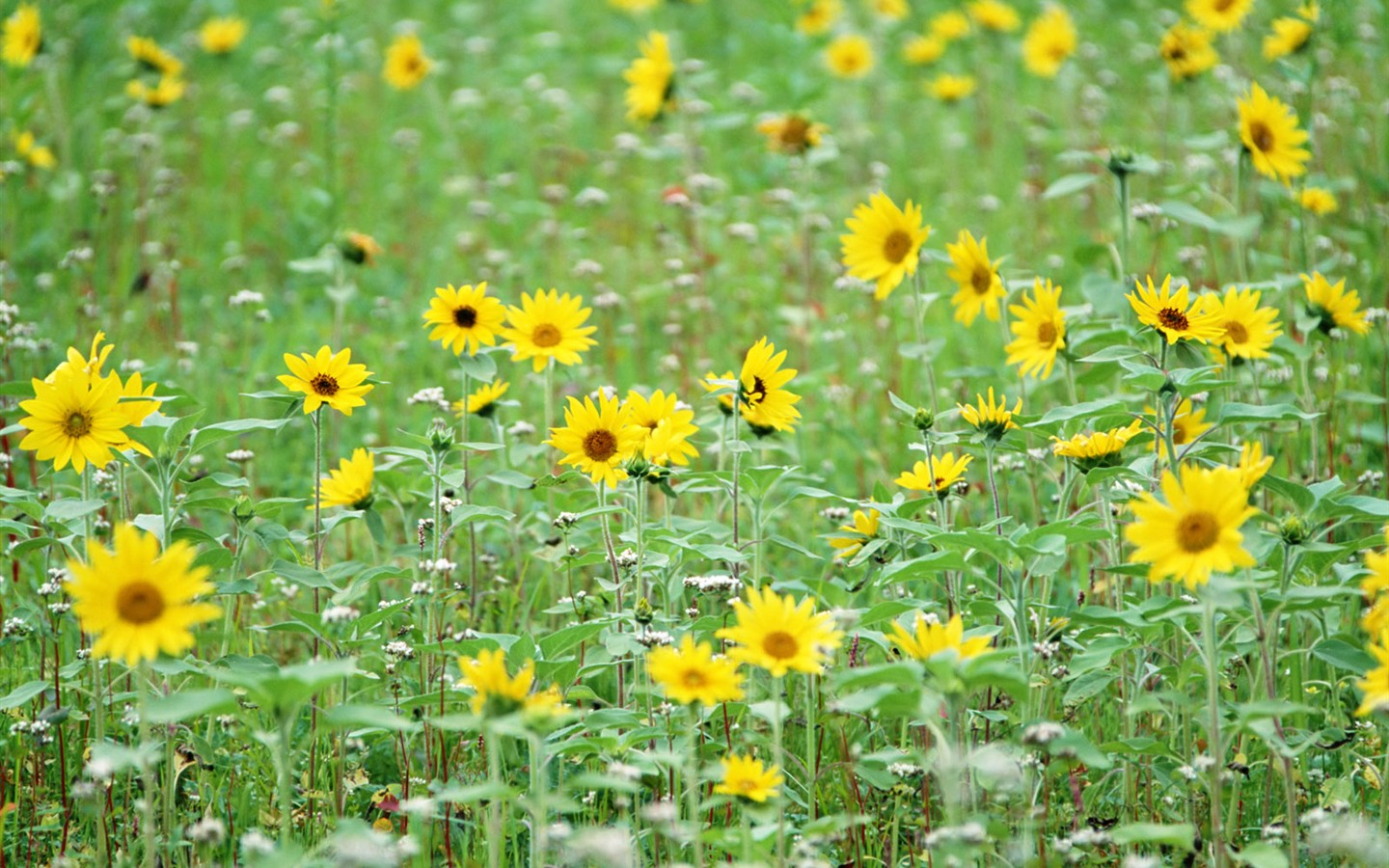 Wildflower Hintergrundbilder #13 - 1440x900