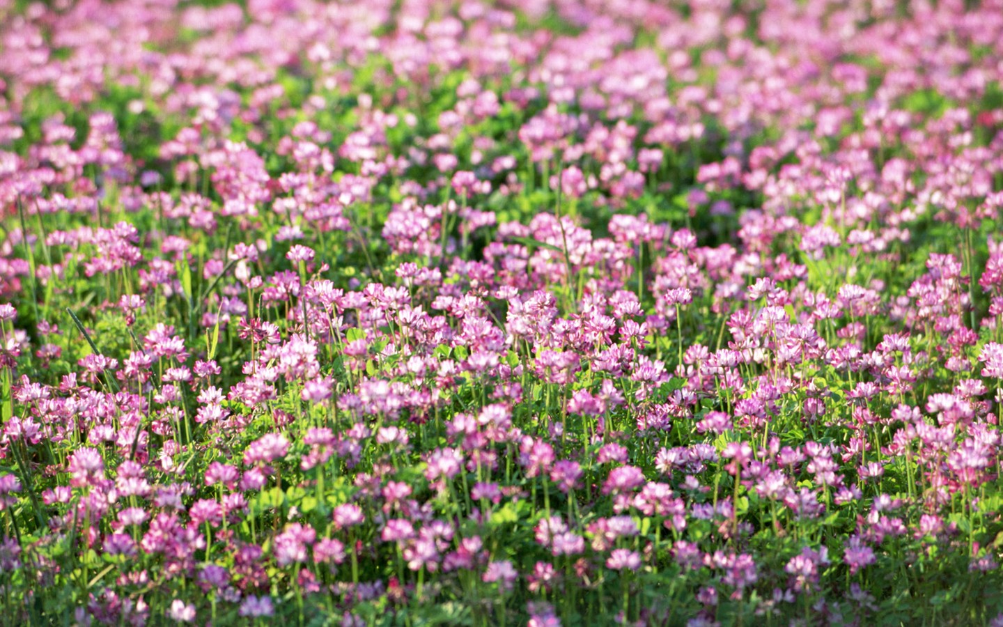 Wildflower Hintergrundbilder #23 - 1440x900