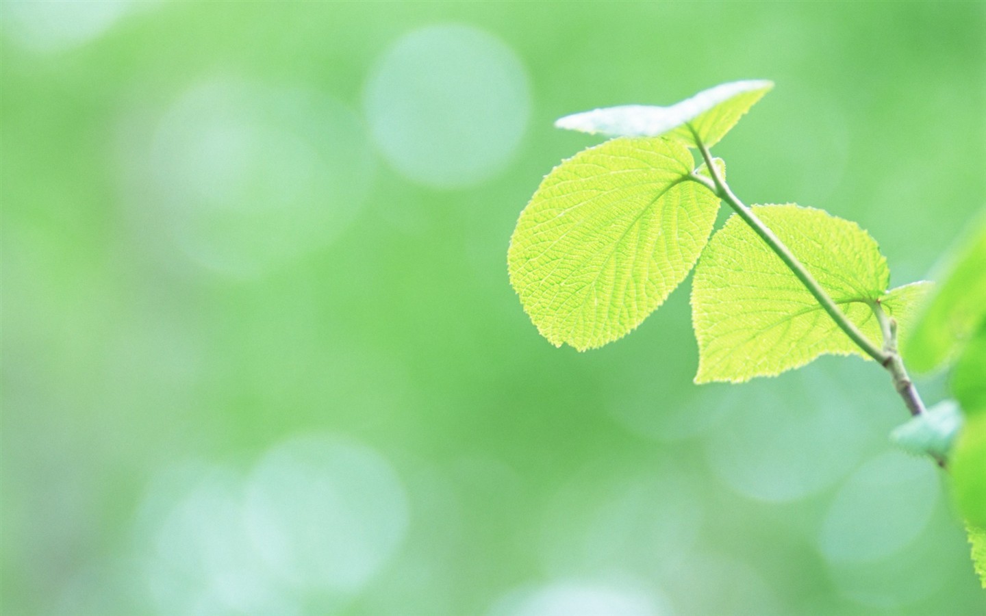 Fresh green leaf wallpaper (1) #4 - 1440x900