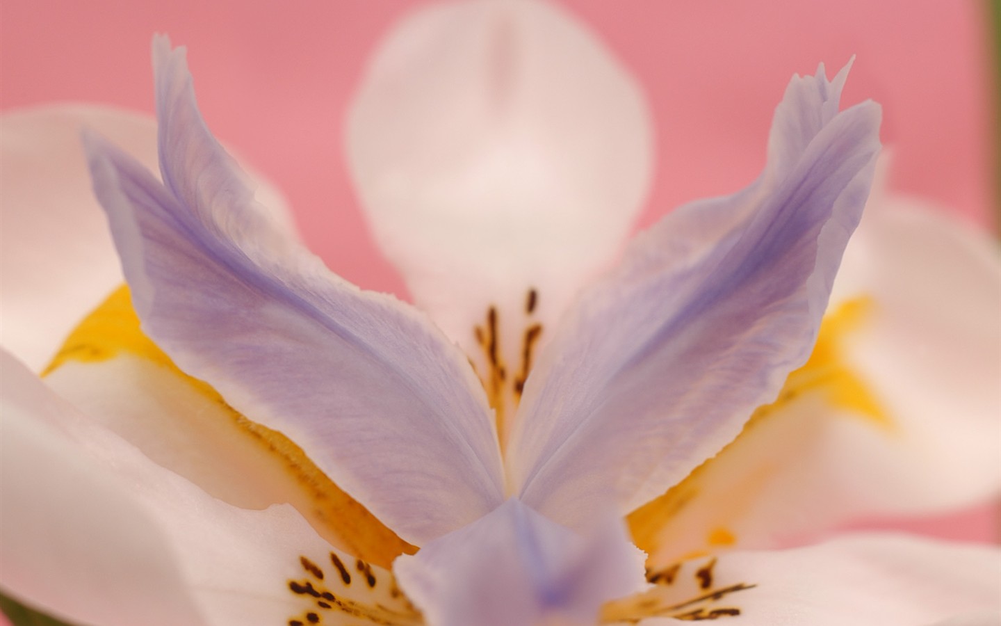 美しい花の壁紙(1) #39 - 1440x900