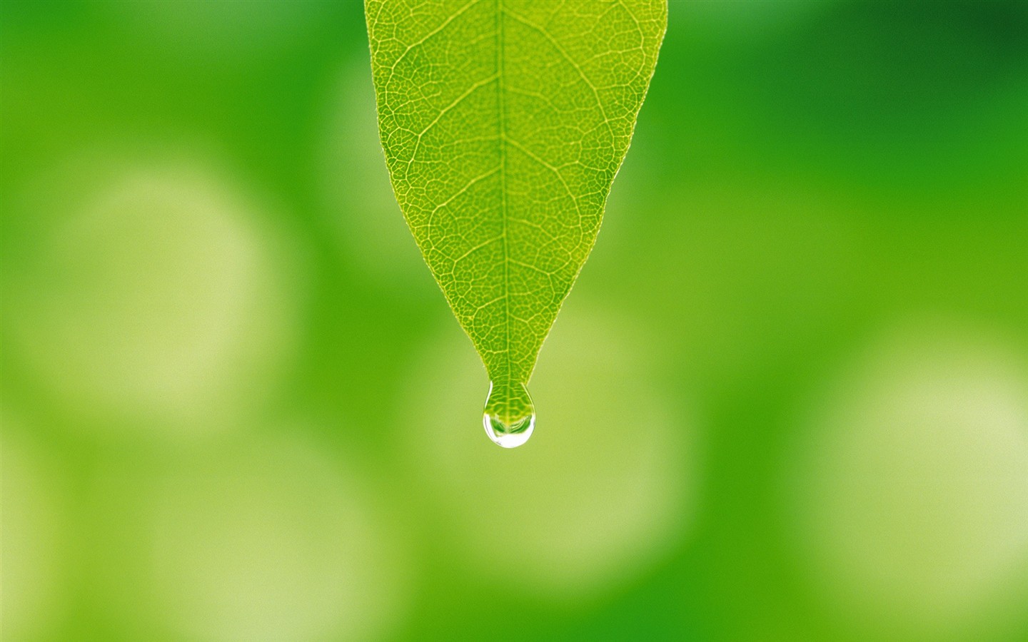 Fresh green leaf wallpaper (2) #17 - 1440x900