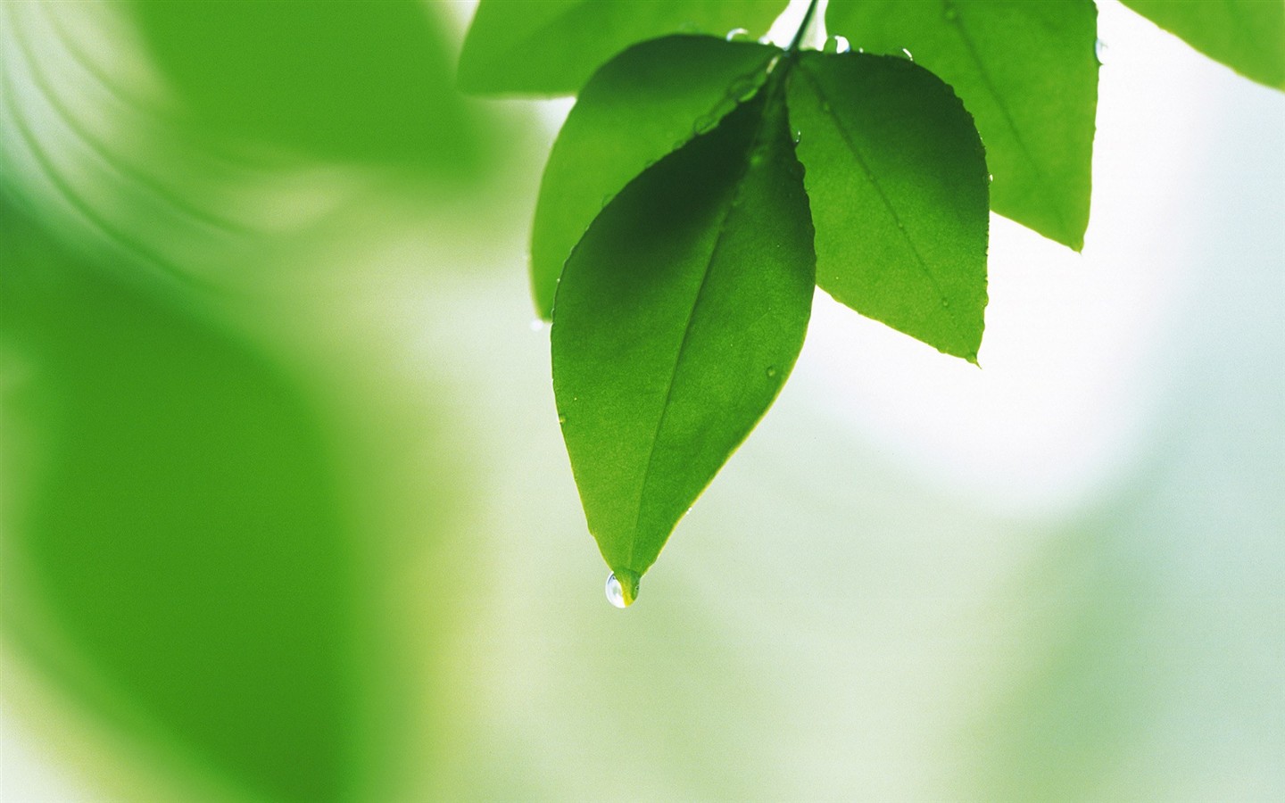 Fresh green leaf wallpaper (2) #19 - 1440x900