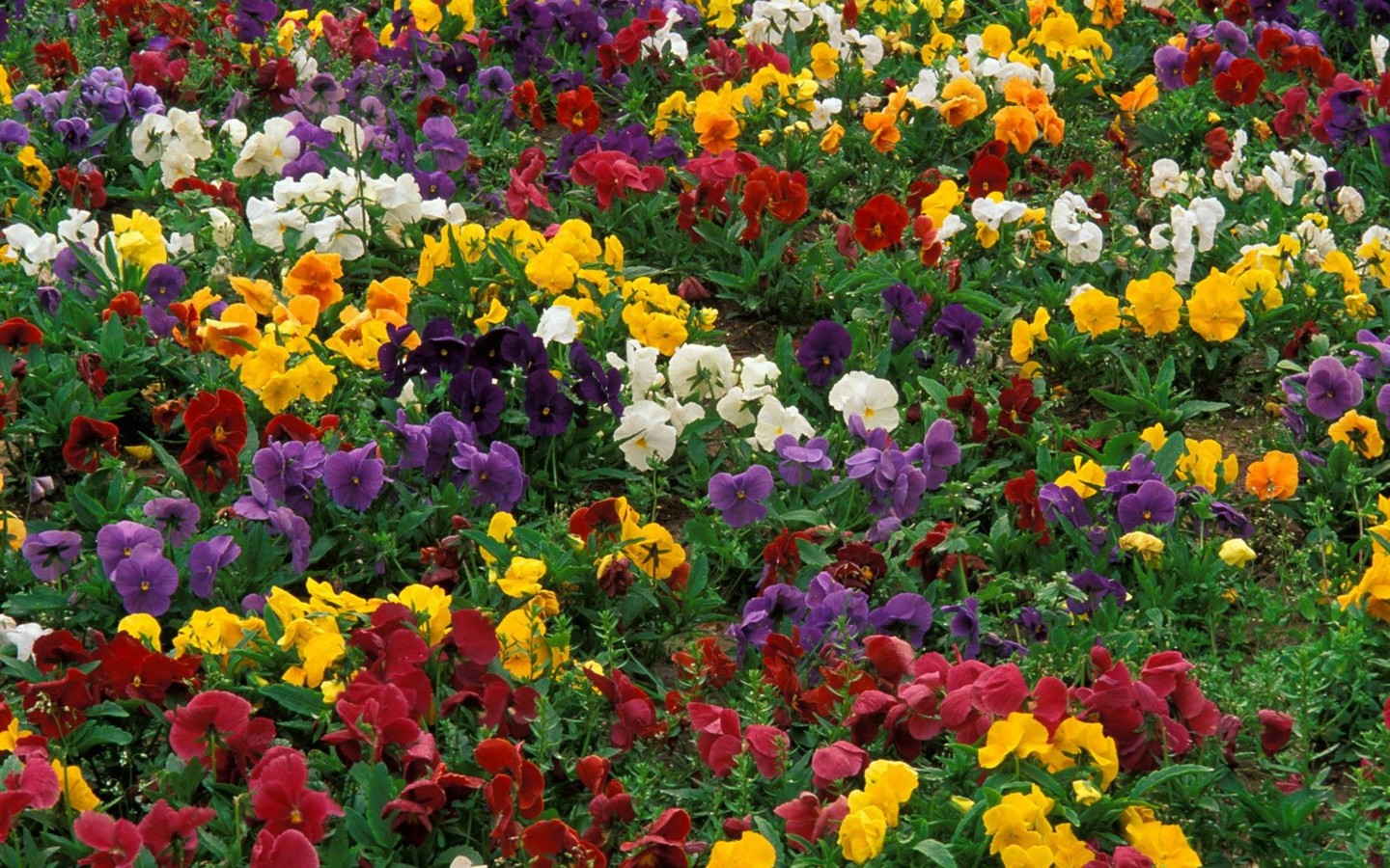 Hermoso fondo de pantalla Flores (2) #4 - 1440x900