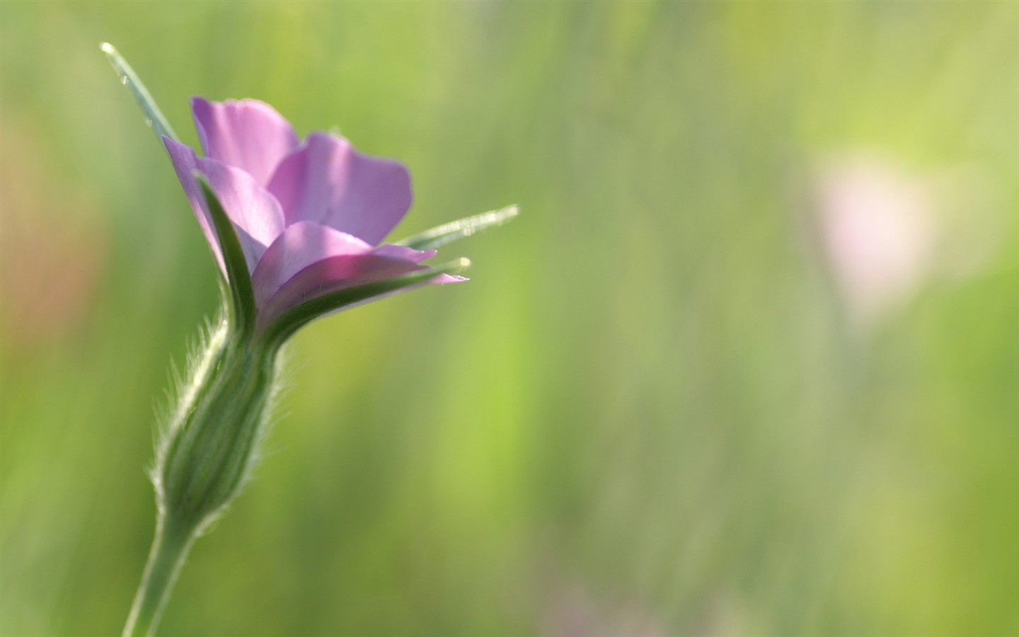 fondos de escritorio de flores brillantes de cerca #2 - 1440x900