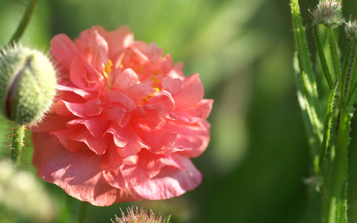 fondos de escritorio de flores brillantes de cerca #6 - 1440x900